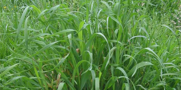 Gaia Couch Grass Elytrigia Repens